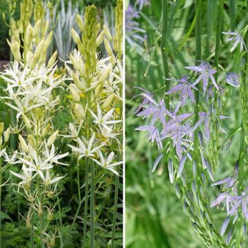Collection of 8 White and Blue Camassias 