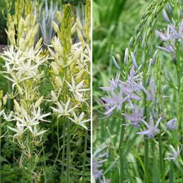 Collection of 8 White and Blue Camassias 