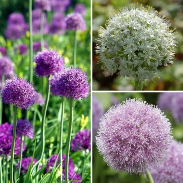 Collection of 10 Alliums