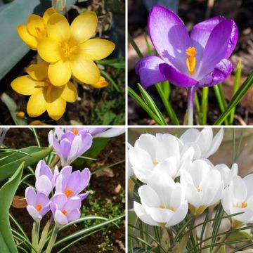 Botanical Crocus Collection