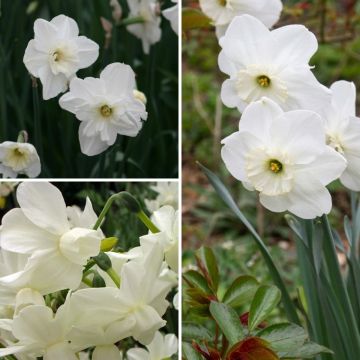 White daffodils collection
