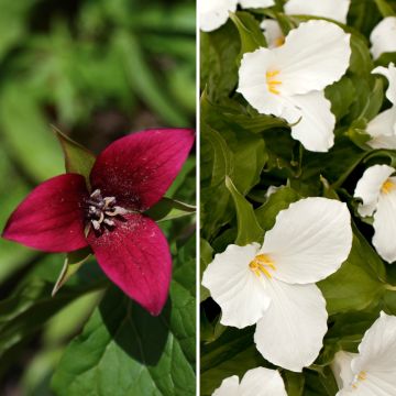 Collection of Two Trilliums