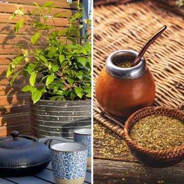 Duo of shrubs for tea and yerba mate