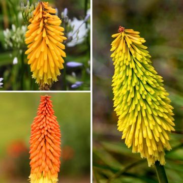 Kniphofia Collection - Banana Popsicle, Mango Popsicle and Papaya Popsicle