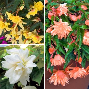 Collection of 3 trailing Belleconia begonias.