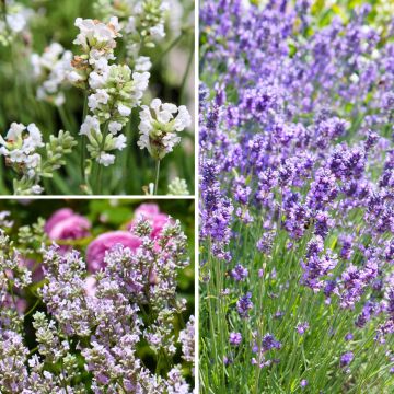 Lavandula angustifolia 'Hidcote', 'Alba', 'Rosea'
