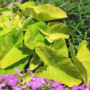 Colocasia Maui Gold - Elephant Ears