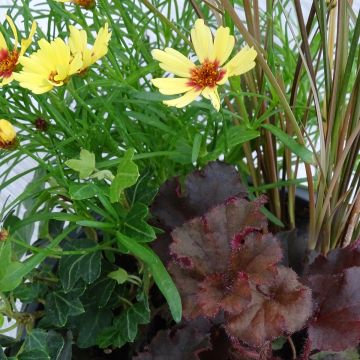 Joyful Plant Composition - collection of 4 young plants