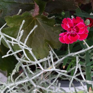 Morning Stroll Composition - Composition of 3 young plants Morning Stroll Composition - Composition of 3 young plants