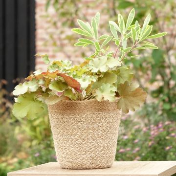 Composition Hidden Treasure - composition de 3 plantes Composition Hidden Treasure - composition de 3 plantes