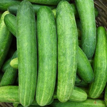 Cucumber Jazzer F1 seeds - Cucumis sativus
