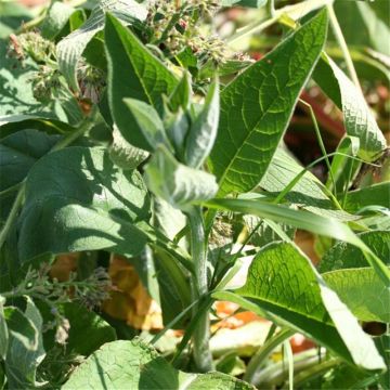 Official Comfrey NT - Ferme de Sainte Marthe seeds