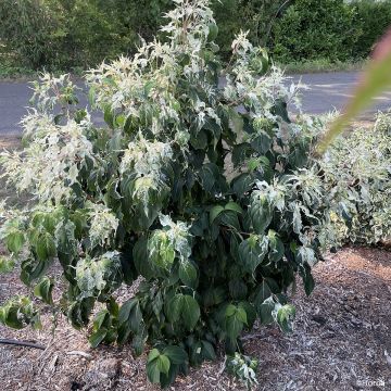 Cornus kousa Watermelon Sugar™ - Flowering Dogwood
