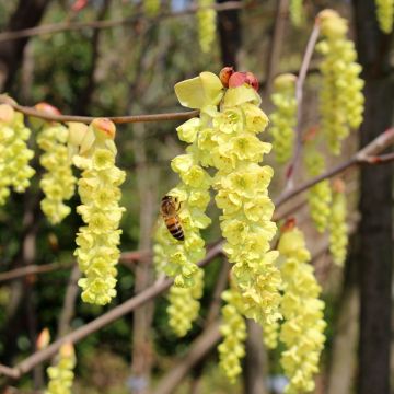 Corylopsis sinensis var. sinensis - Chinese winter hazel