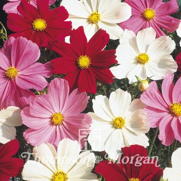 Graine de Cosmos Gazebo Mixed - Cosmos bipinnatus Graine de Cosmos Gazebo Mixed - Cosmos bipinnatus