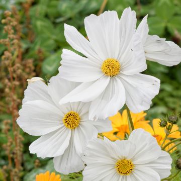 Cosmos bipinnatus Sonata White