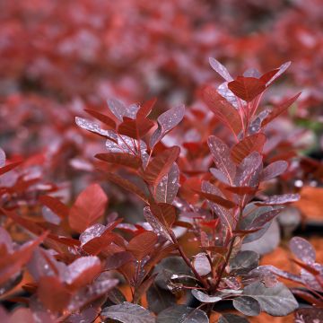 Cotinus coggygria Magical Purple - Smoke Bush