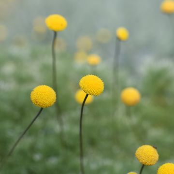 Cotula hispida - Leptinella