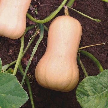 Cucurbita moschata Butternut Havana F1 seeds - Butternut squash