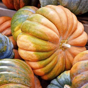 Squash Musquée d'hiver de Provence - Cucurbita moschata