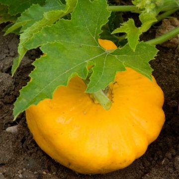 Orange Pattypan Squash - Cucurbita pepo