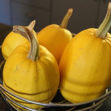 Spaghetti Squash plants - Cucurbita pepo