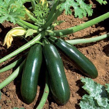 Zucchini Astia F1 - Cucurbita pepo
