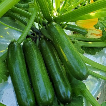 Cucurbita pepo Green Machine F1 seeds - Courgette