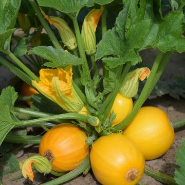 Cucurbita pepo Midas F1 seeds - Round yellow courgette