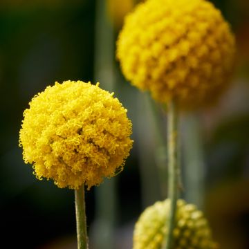 Craspedia globosa Golf Beauty - Drumsticks