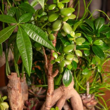 Jade plant - Crassula ovata Jade plant - Crassula ovata