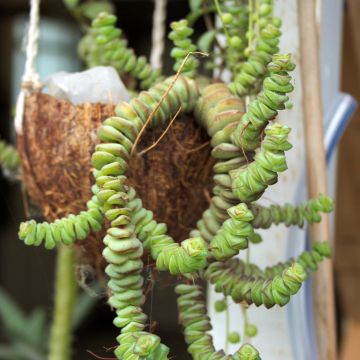 Crassula rupestris subsp. marnieriana - Warm plant