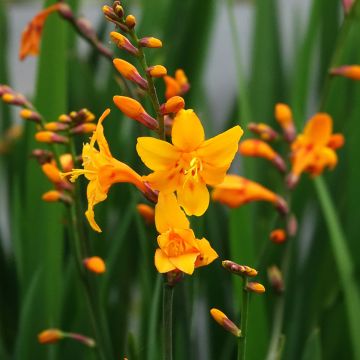 Crocosmia Columbus - Montbretia