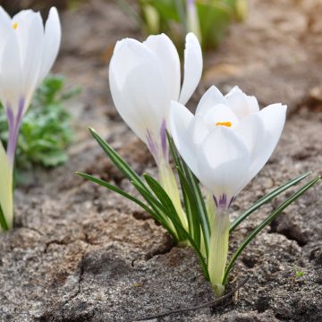 Crocus vernus subsp. vernus Silver Coral - Crocus de printemps Silver Coral