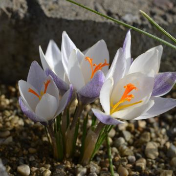 Crocus biflorus subsp. weldenii Fairy - Botanic Crocus