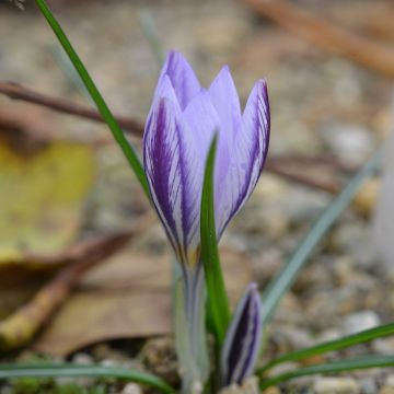 Crocus laevigatus Fontenayi - Crocus d'automne Fontenayi, Crocus de Fontenay, Crocus lisse, crocus de Noël