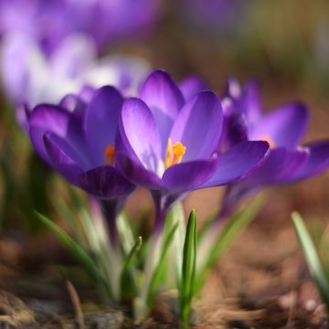 Crocus tommasinianus Blue Ocean - Early Crocus