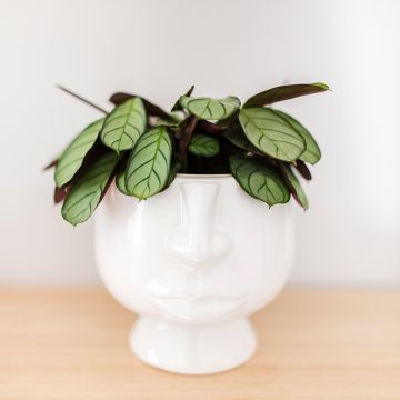 Ctenanthe burle-marxii Amagris - Never never plant