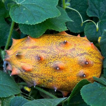 Horned Melon - Cucumis metuliferus