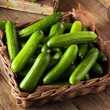 Cucumber Rocky F1 plants - Cucumis sativus