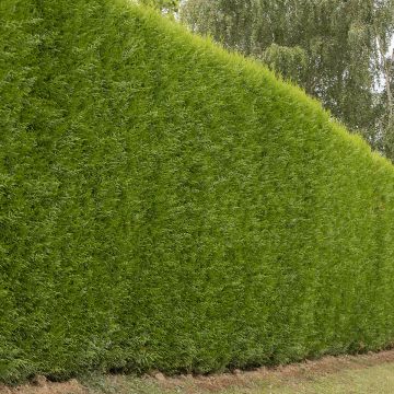 Cupressocyparis leylandii Atro - Leyland cypress