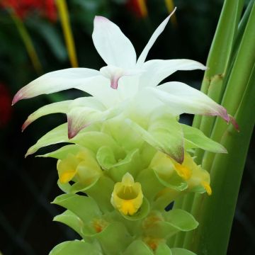 Curcuma longa - Curcuma curry Curcuma longa - Curcuma curry