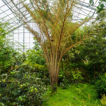 Cyathea tomentosissima - Tree fern