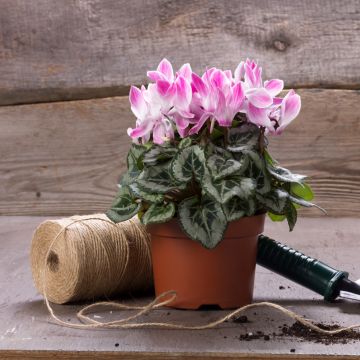 Cyclamen Mini Ray - F1 Hybrid Cyclamen