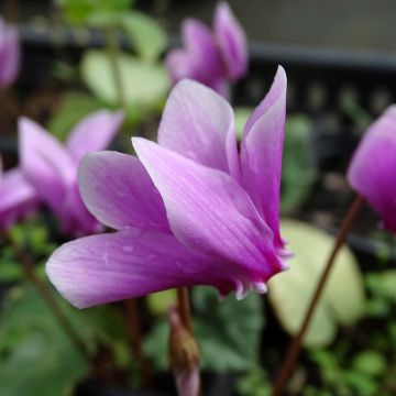 Cyclamen hederifolium - Ivy-leaved cyclamen