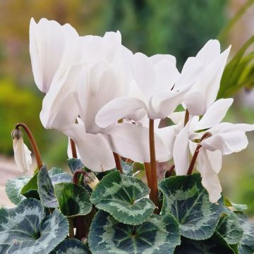 Cyclamen persicum blanc - Cyclamen des fleuristes blanc, Cyclamen d'Alep Cyclamen persicum blanc - Cyclamen des fleuristes blanc, Cyclamen d'Alep