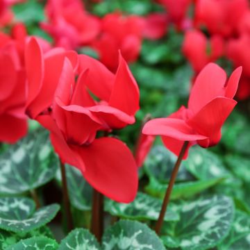 Cyclamen persicum rouge - Cyclamen des fleuristes rouge, Cyclamen d'Alep Cyclamen persicum rouge - Cyclamen des fleuristes rouge, Cyclamen d'Alep