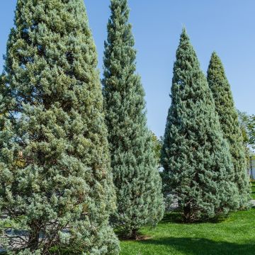Cyprès de l'Arizona Fastigiata - Cupressus arizonica Cyprès de l'Arizona Fastigiata - Cupressus arizonica