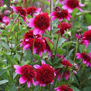 Dahlia  Poodle Skirt - Dahlia à fleurs d'anémone Poodle Skirt