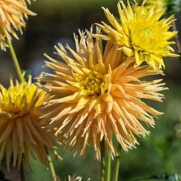 Dahlia Mingus Joshua